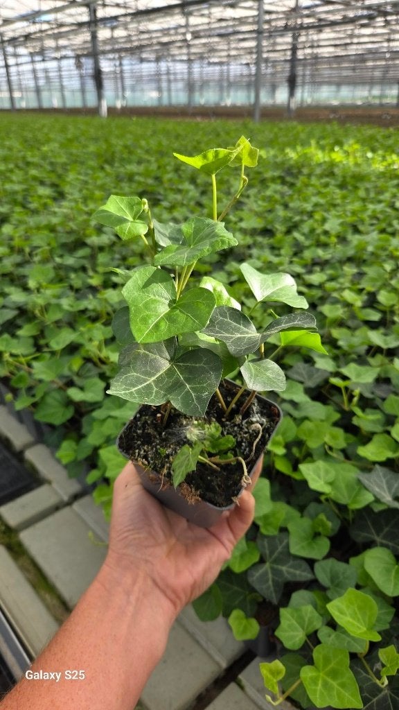 Hedera Hibernica - Klimop - Grootbladig - korte rank, Ophalen, Vaste plant, Bloeit niet, Halfschaduw
