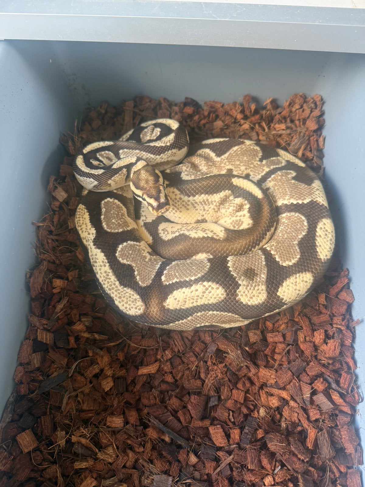 Ballpython Python Regius, Dieren en Toebehoren, Slang, 3 tot 6 jaar