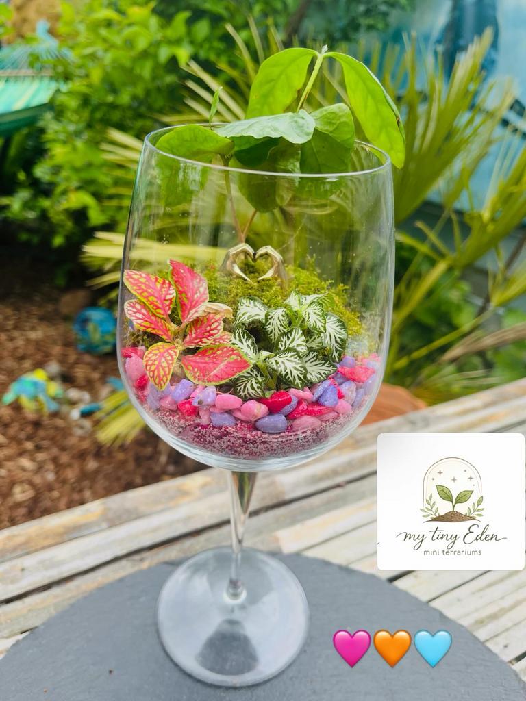 Mini Terrarium in Wijnglas - Uniek Cadeau, Ophalen, Overige soorten, Halfschaduw, In pot