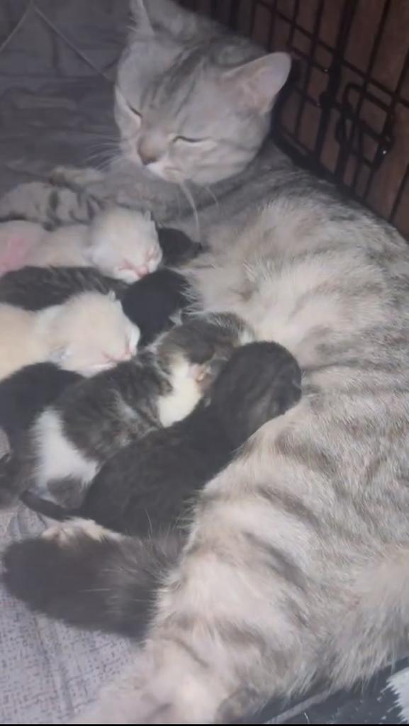 1 laatste britse korthaar kittens te koop!
