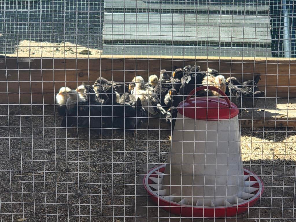 Chabo kuikens, Dieren en Toebehoren, Pluimvee, Meerdere dieren, Kip