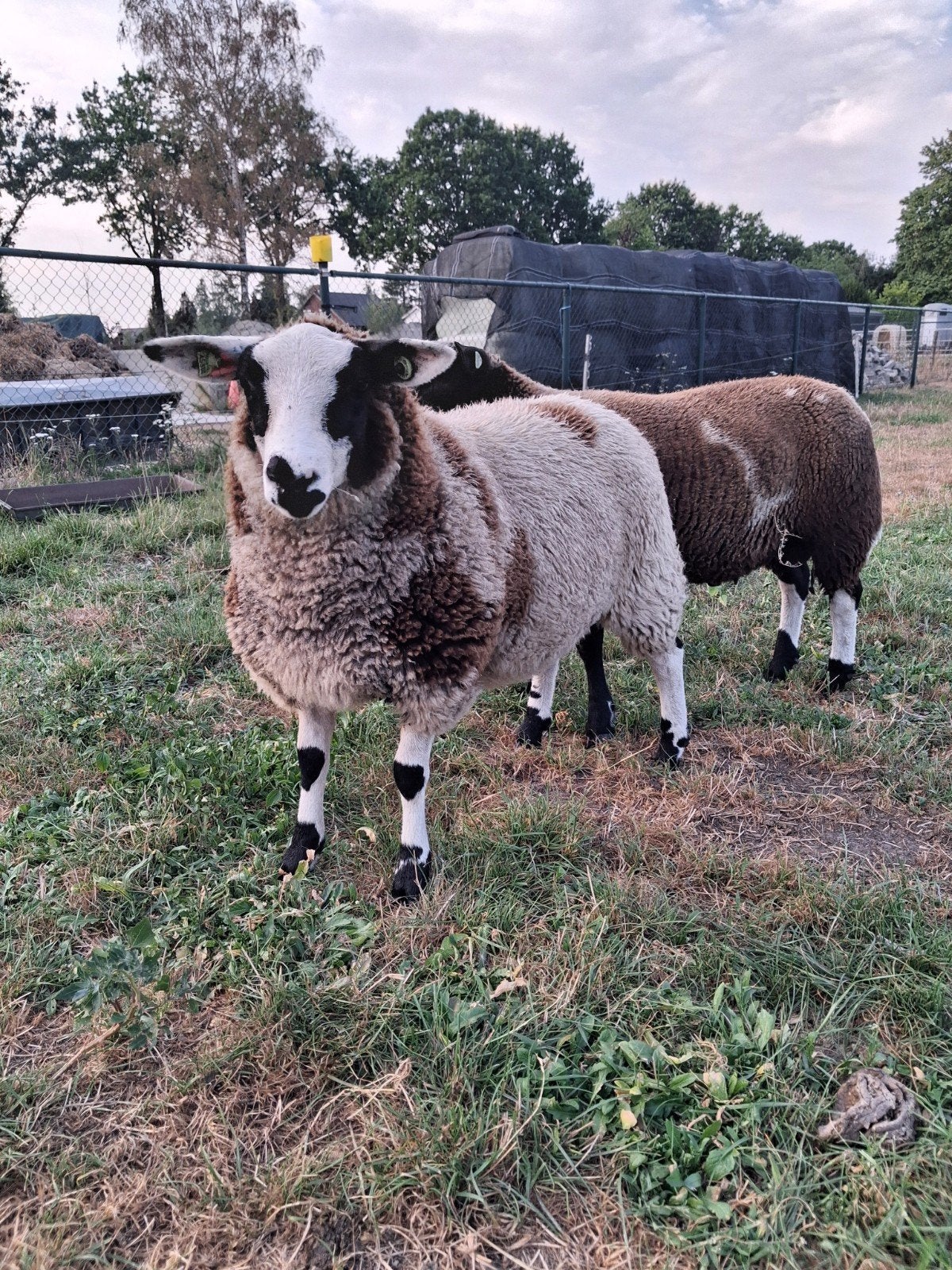 jonge bonte ooi, Dieren en Toebehoren, Vrouwelijk, Schaap, 0 tot 2 jaar