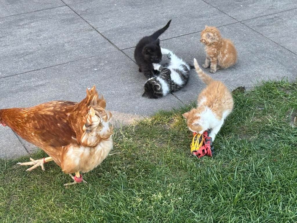 Super lieve kittens van de boederij, Dieren en Toebehoren, Katten en Kittens | Overige Katten, Meerdere dieren