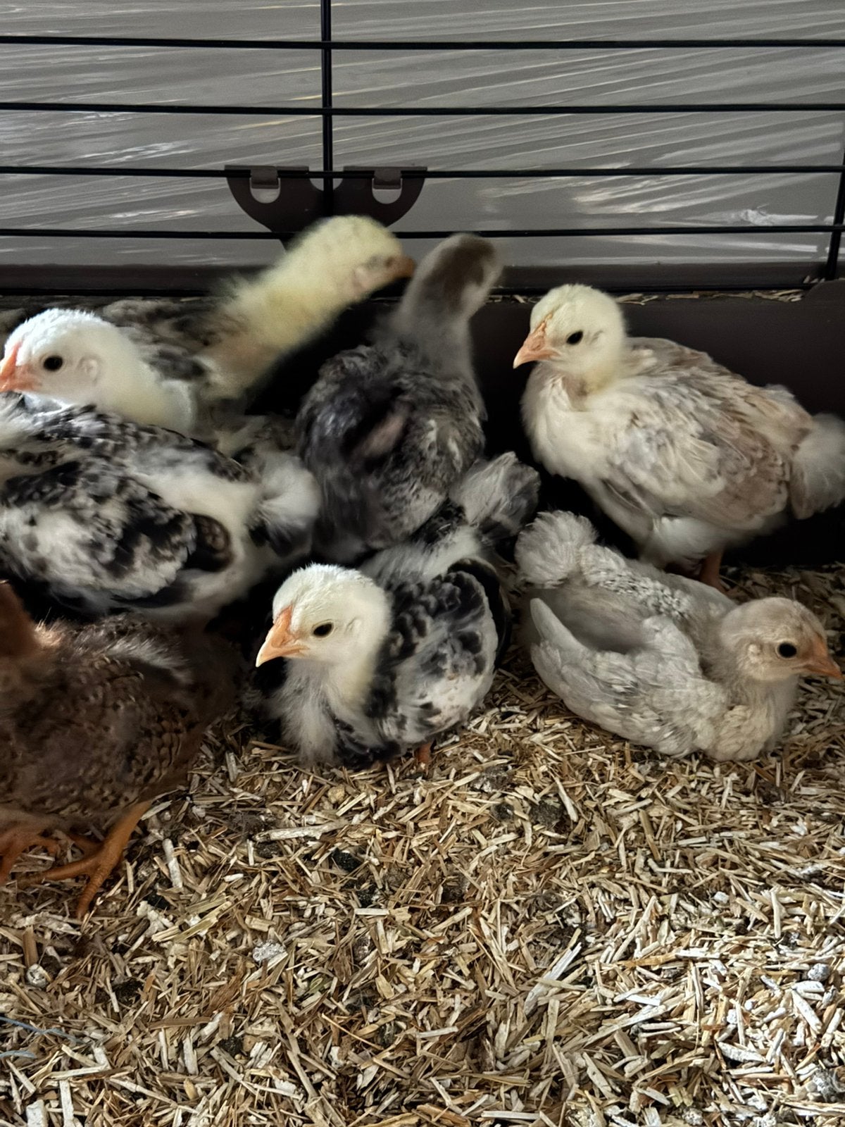Jonge wyandotte kriel kuikens, Dieren en Toebehoren, Pluimvee, Meerdere dieren, Kip