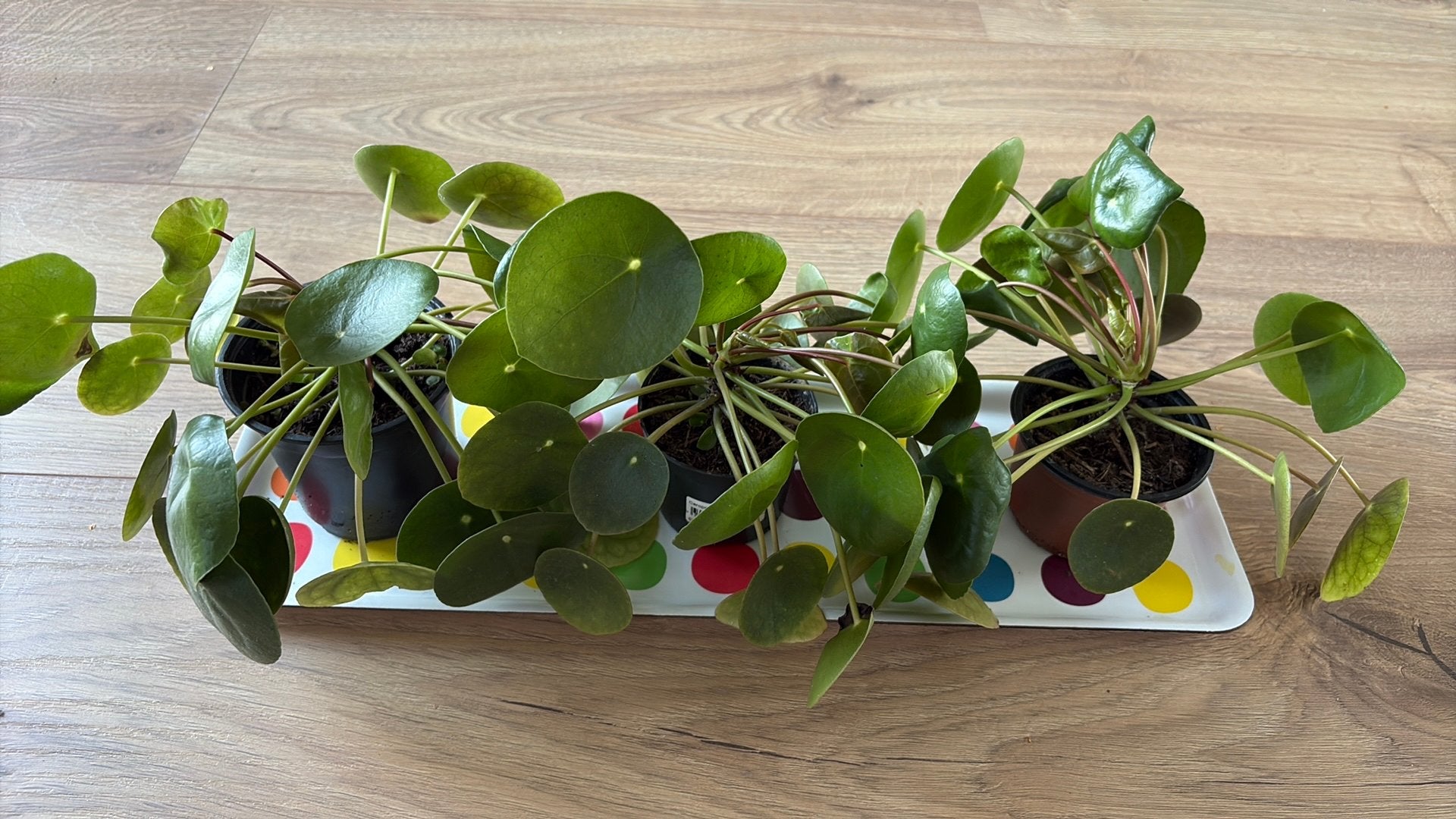 Pannenkoekenplant, Ophalen, Halfschaduw, Minder dan 100 cm