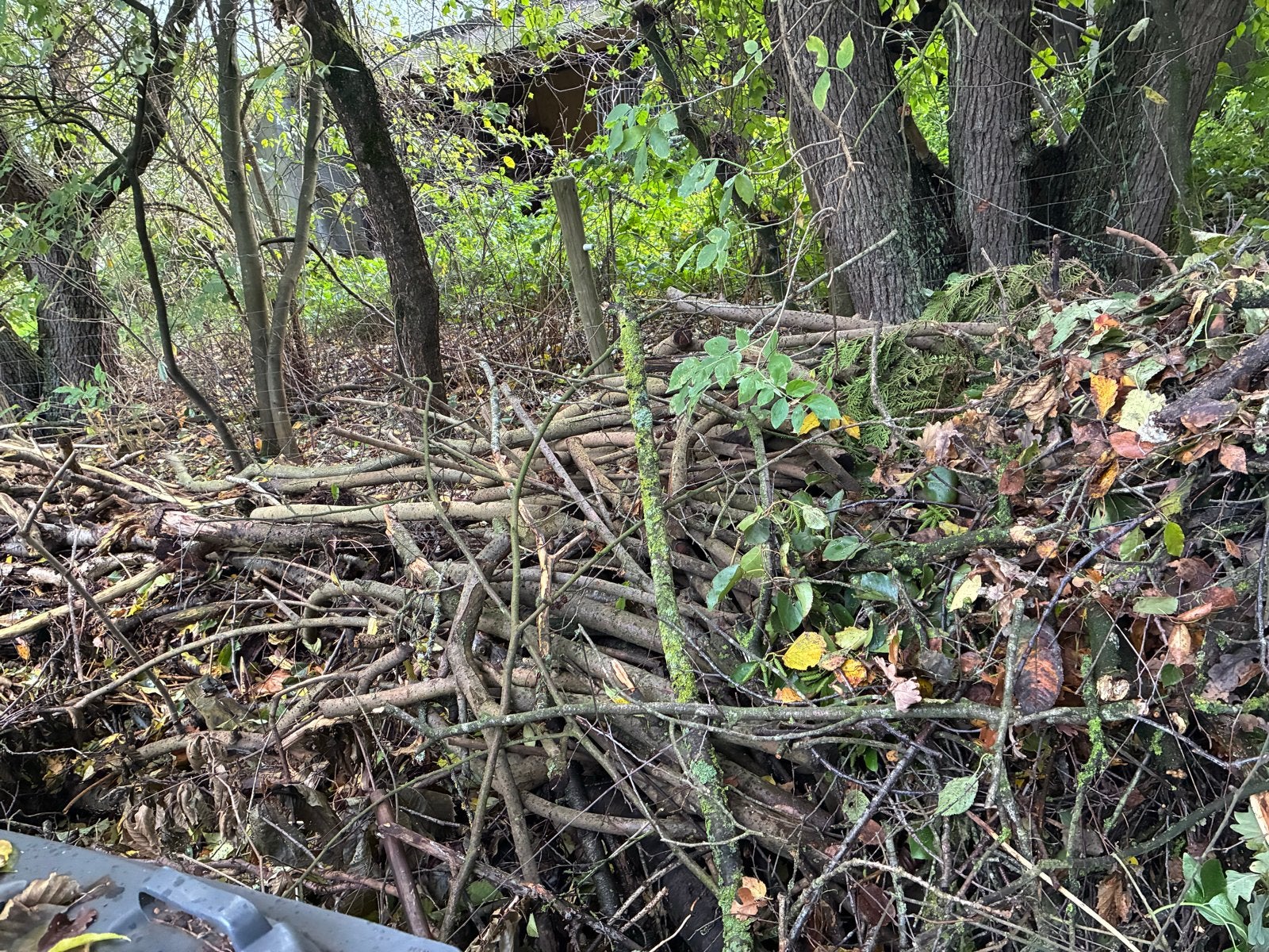 Gratis af te halen: Takken (groot/klein) en houtsnippers, 6 m³ of meer, Ophalen, Takken