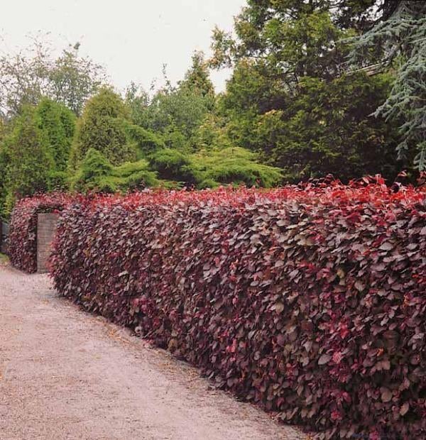 Partij Glansmispel photinia, Ophalen, Overige soorten, 100 tot 250 cm