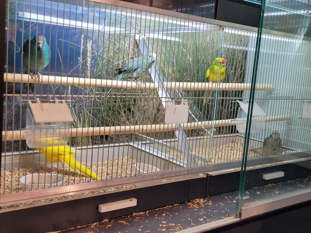 Kakerikis in diverse kleuren., Dieren en Toebehoren, Vogels | Parkieten en Papegaaien, Meerdere dieren, Parkiet, Tam