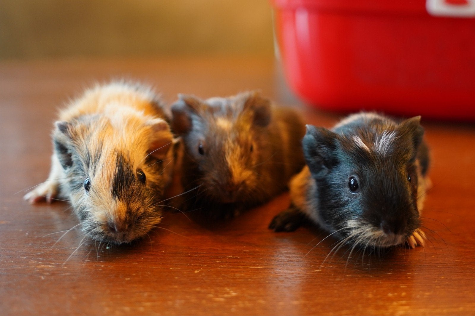 Jonge cavia beertjes, Dieren en Toebehoren, Knaagdieren, Mannelijk, Cavia, Mei