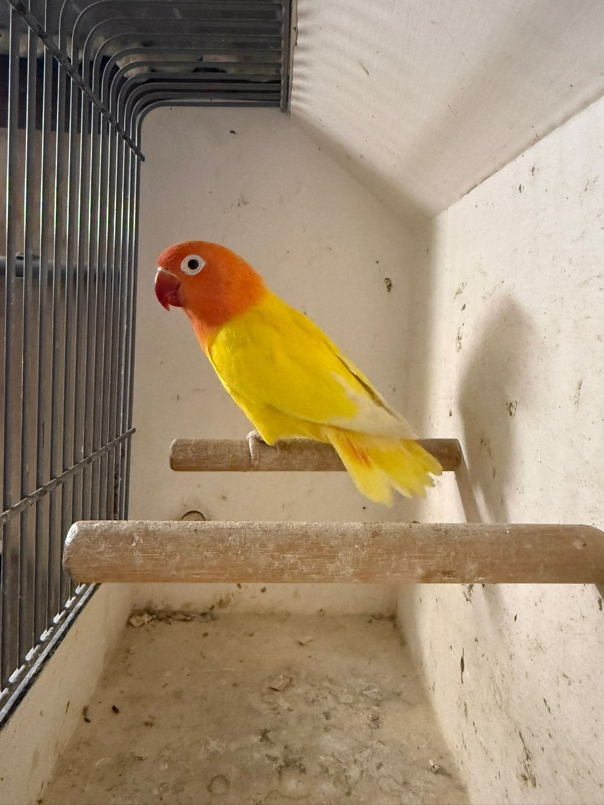 Gele zwart oog fischeri pop, Dieren en Toebehoren, Vogels | Parkieten en Papegaaien, Vrouwelijk, Dwergpapegaai of Agapornis