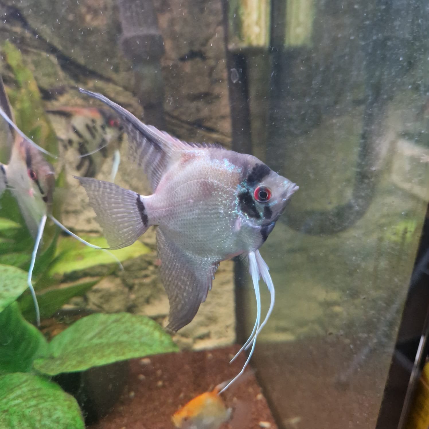 Jong volwassen mannelijke maanvis €5, Vis