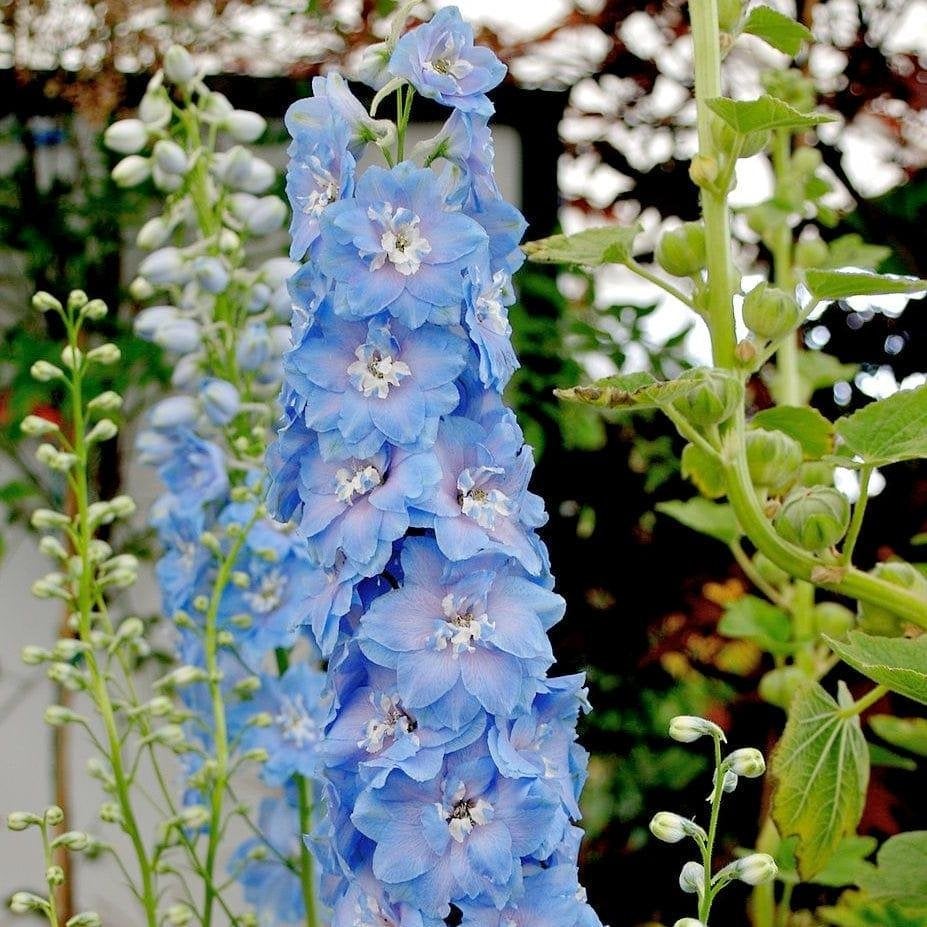 Zaden Delphinium sky blue white bee, Tuin en Terras, Ophalen of Verzenden, Volle zon