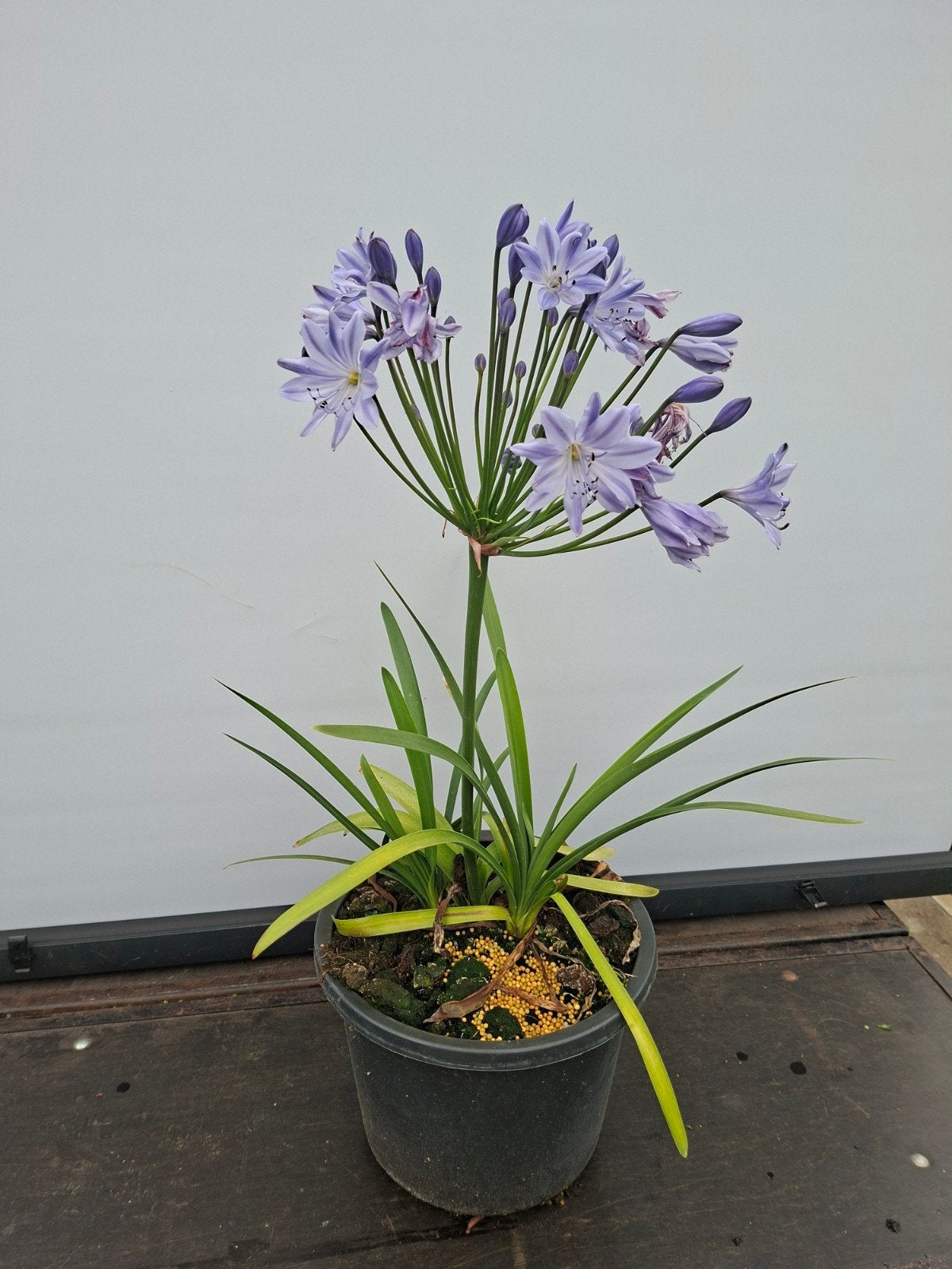 Agapanthus, Ophalen, Overige soorten, Volle zon
