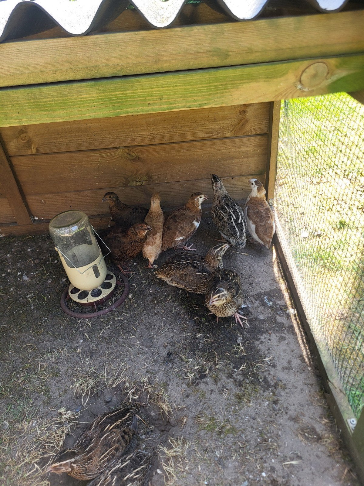 Japanse kwartels, Dieren en Toebehoren, Ophalen of Verzenden