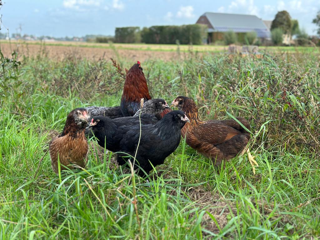 Jonge tamme Araucana kippen gesekst en ingeënt, Vrouwelijk, Kip