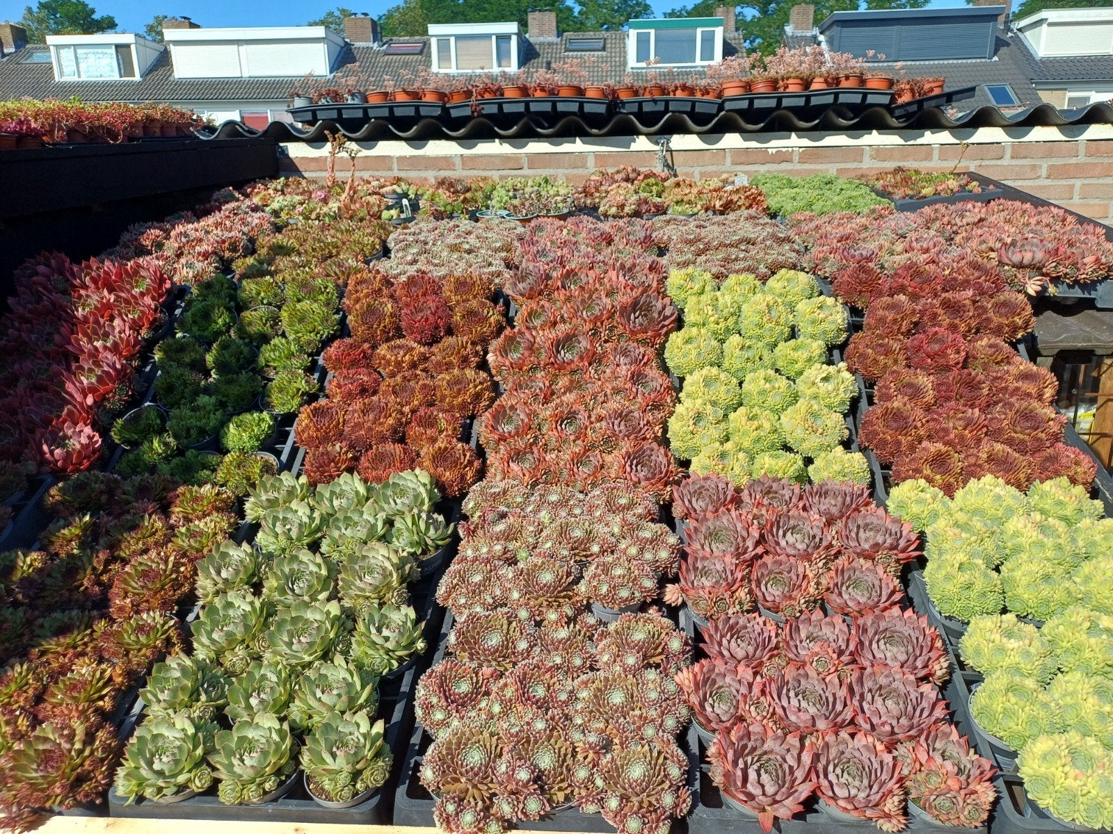 Sempervivum Rotsplanten Vetplanten, Volle zon, Vaste plant, Zomer, Ophalen