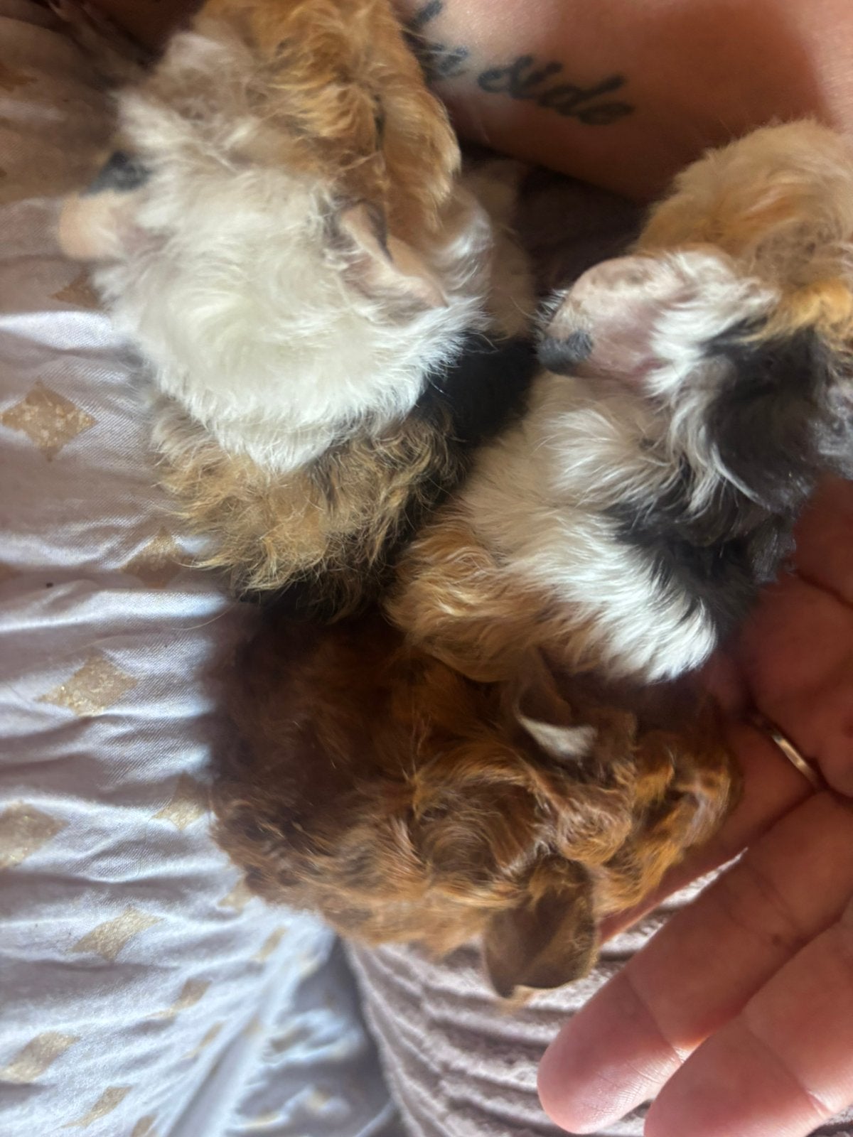 Lunkarya cavias, Dieren en Toebehoren, Knaagdieren, Cavia, Juni, Meerdere dieren, Tam