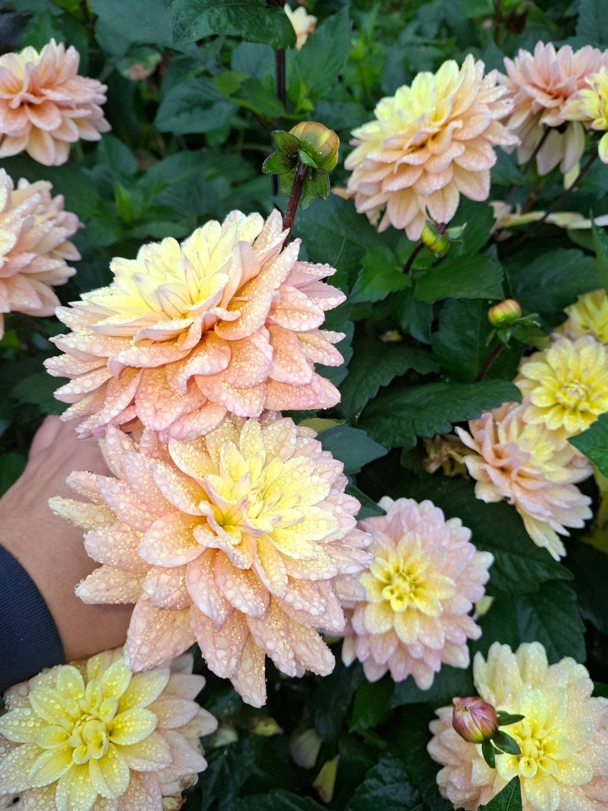 Dahlia Fairway pilot knollen, Ophalen of Verzenden, Overige soorten, Volle zon