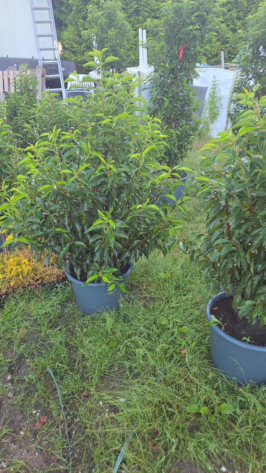 Schitterende Prunus vita, Tuin en Terras, Planten | Struiken en Hagen, Ophalen, Laurier, Minder dan 100 cm