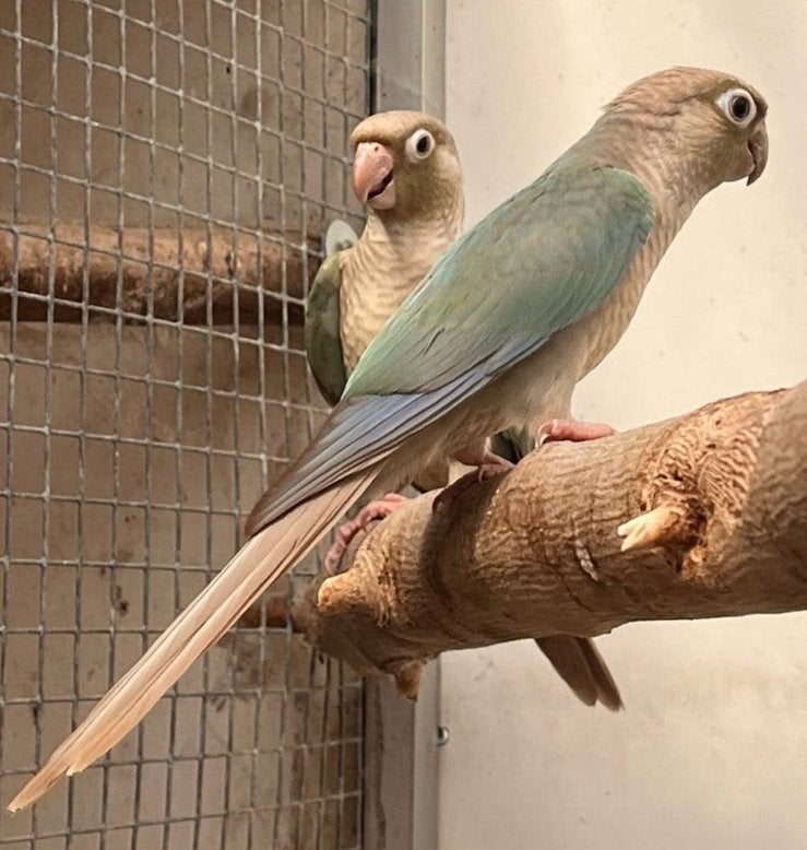 4 Pyrrhura’s, Dieren en Toebehoren, Geslacht onbekend, Parkiet