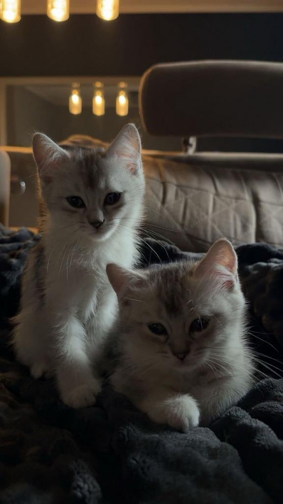 Kittens – Ragdoll x Britse Korthaar (black silver shaded), Dieren en Toebehoren, Katten en Kittens | Raskatten | Langhaar, Meerdere dieren