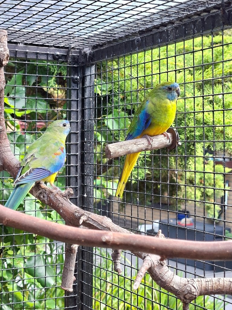 Turquoisine parkieten, Dieren en Toebehoren, Meerdere dieren, Parkiet, Geringd