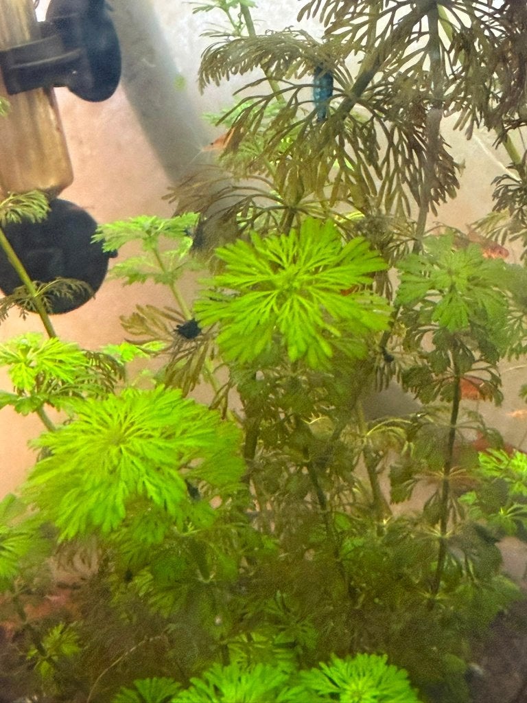 Garnalen, Dieren en Toebehoren, Vissen | Aquariumvissen, Kreeft, Krab of Garnaal, Zoetwatervis