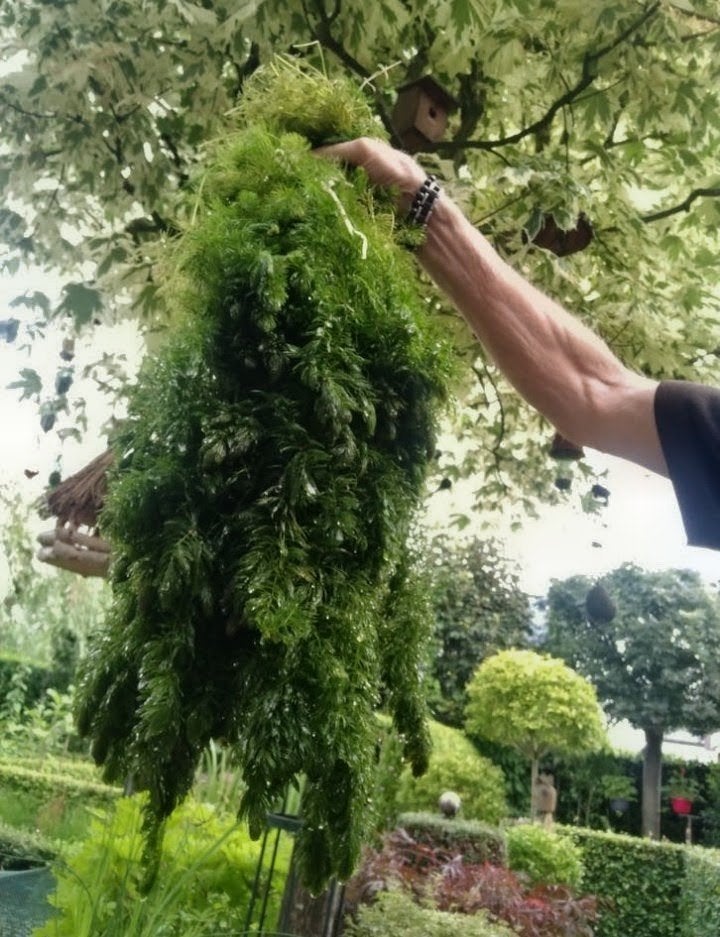 Hoornblad (grote bos) - Ideale zuurstofplant voor uw vijver, Tuin en Terras, Vijvers, Ophalen of Verzenden, Nieuw
