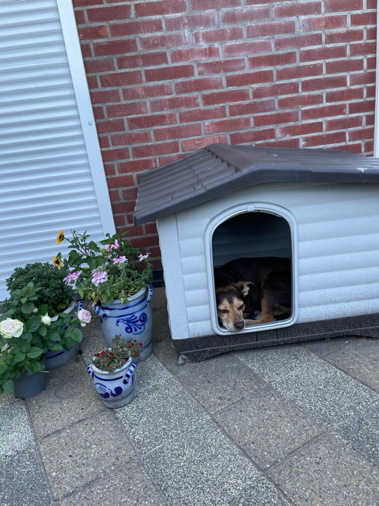 Wegens verhuizing hondenhok te koop, Dieren en Toebehoren, Hondenhokken, Ophalen, Gebruikt, 110 cm of meer, Hondenhok