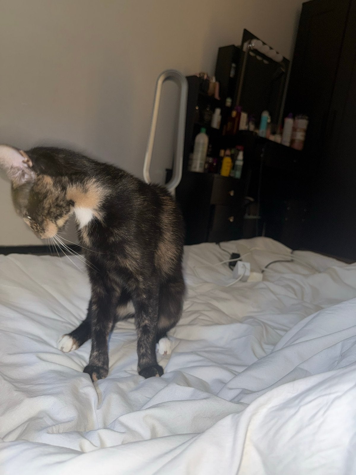 2 jarige kat verkoop, Poes, Kortharig, 0 tot 2 jaar