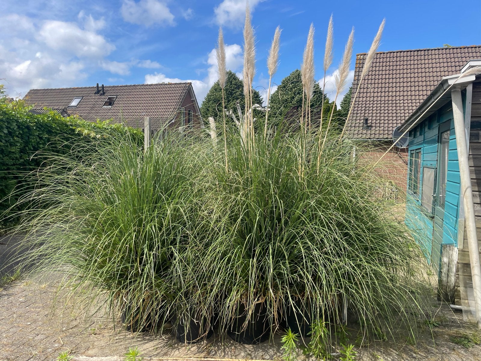 4 grote pampasgrassen in potten, Ophalen, Kunststof, Rond, Zo goed als nieuw