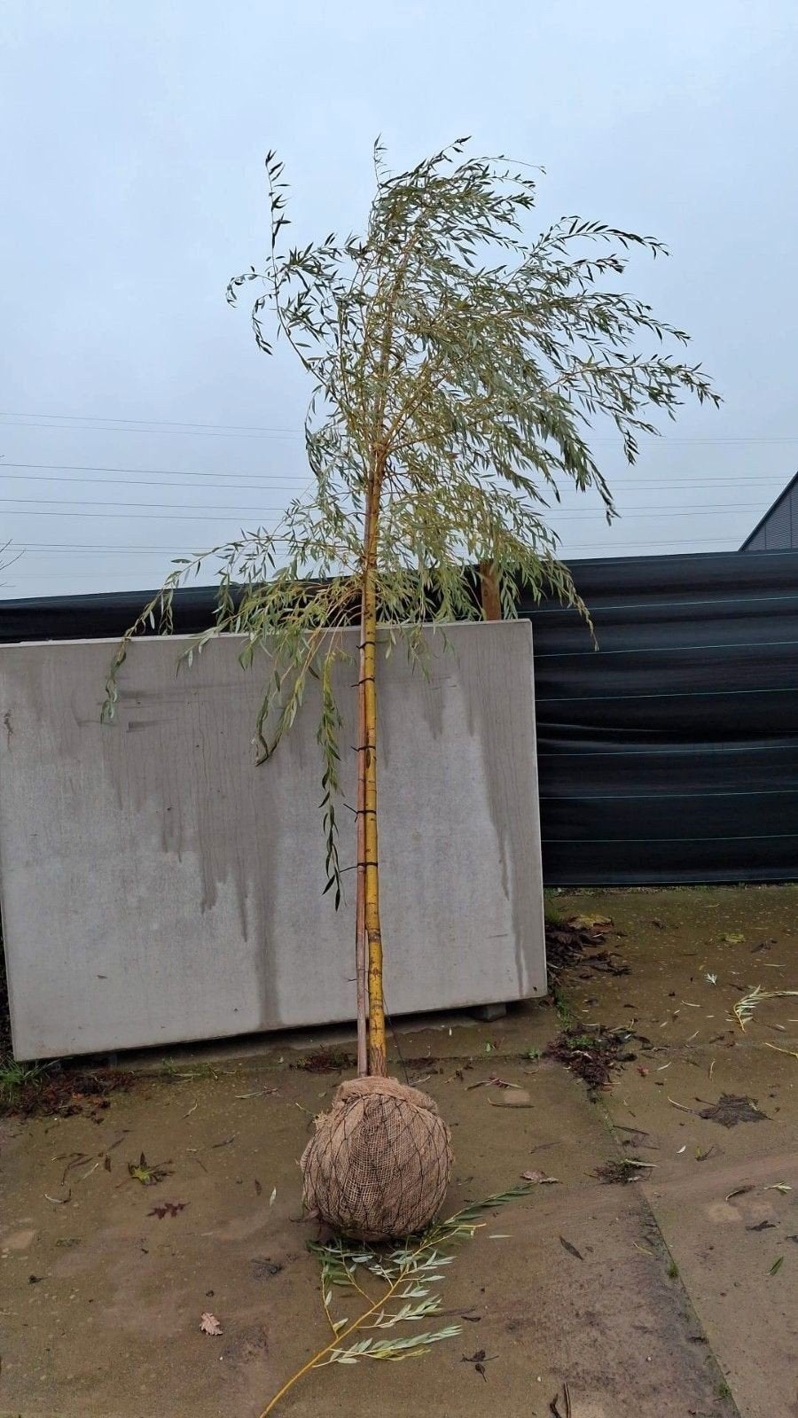 salix crisocoma (gele treutwilg)