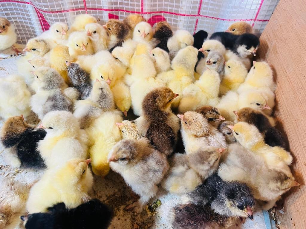 Brahma kuikens verschillende kleuren en leeftijden, Meerdere dieren, Kip