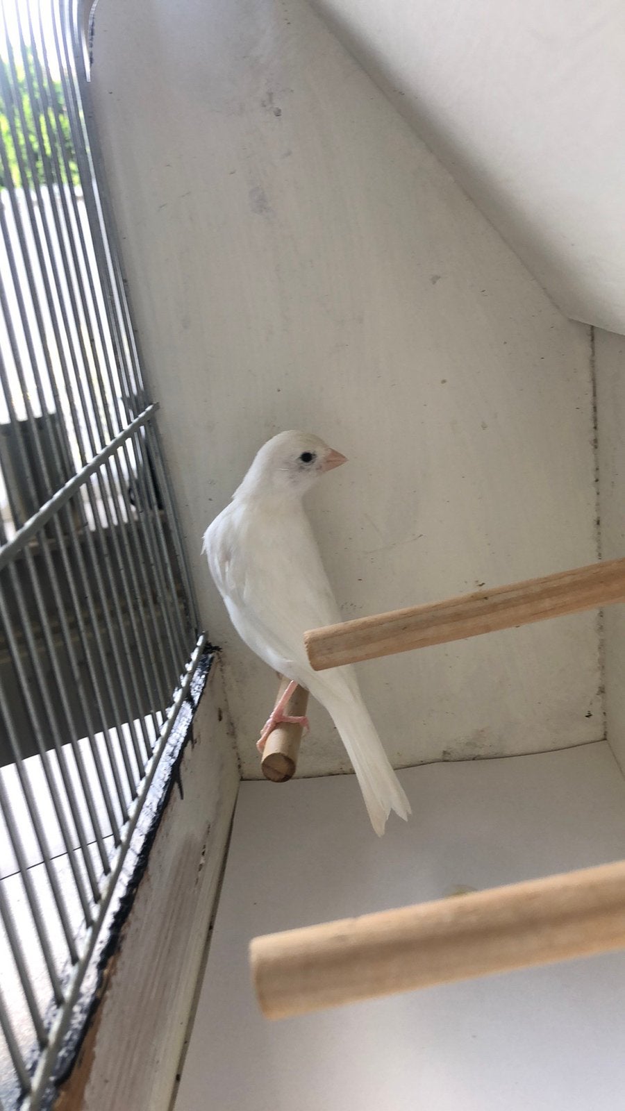 Te Koop ; Witte Kanarie ( Man), Mannelijk