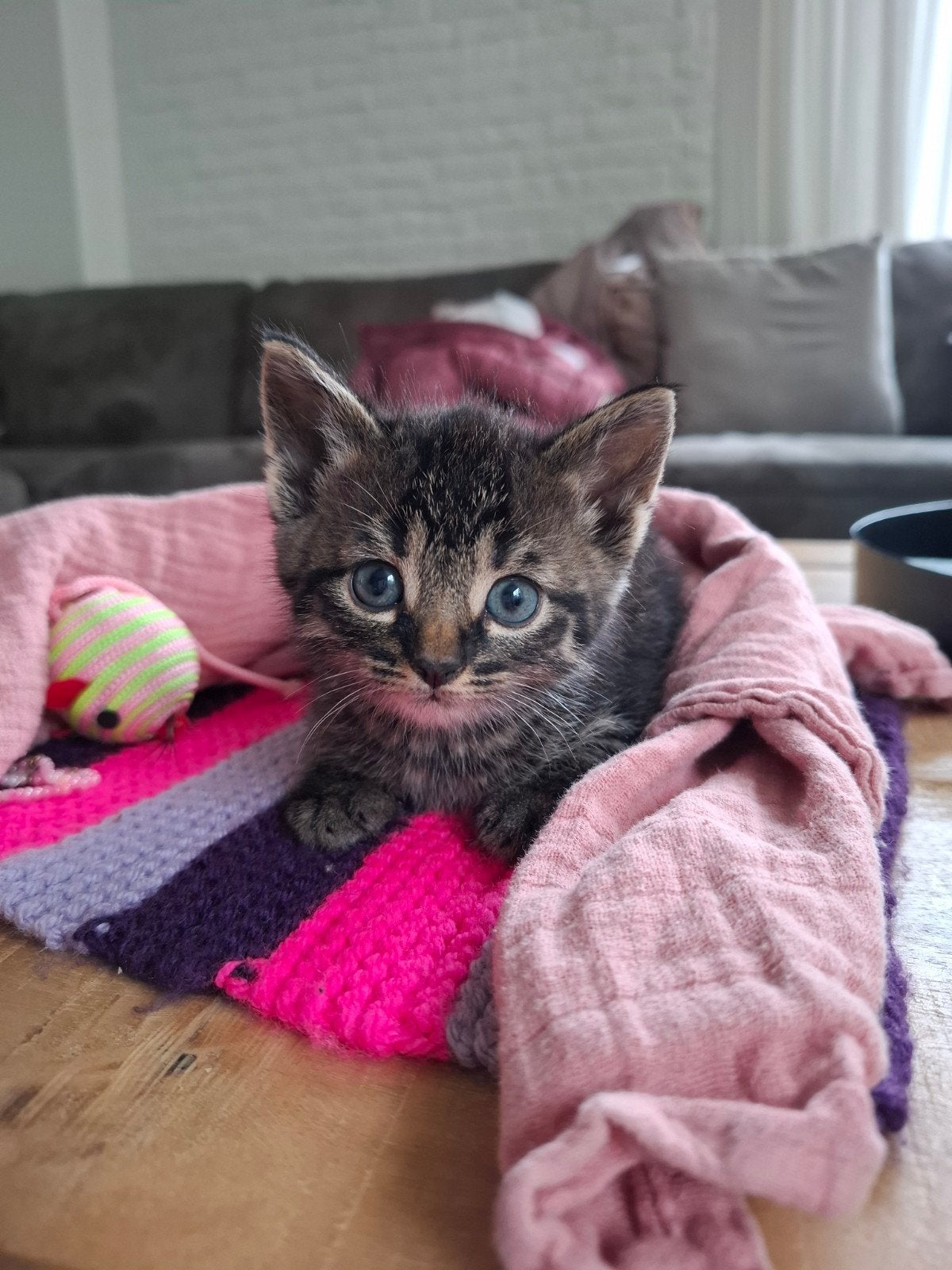 4 lieve kittens, Poes