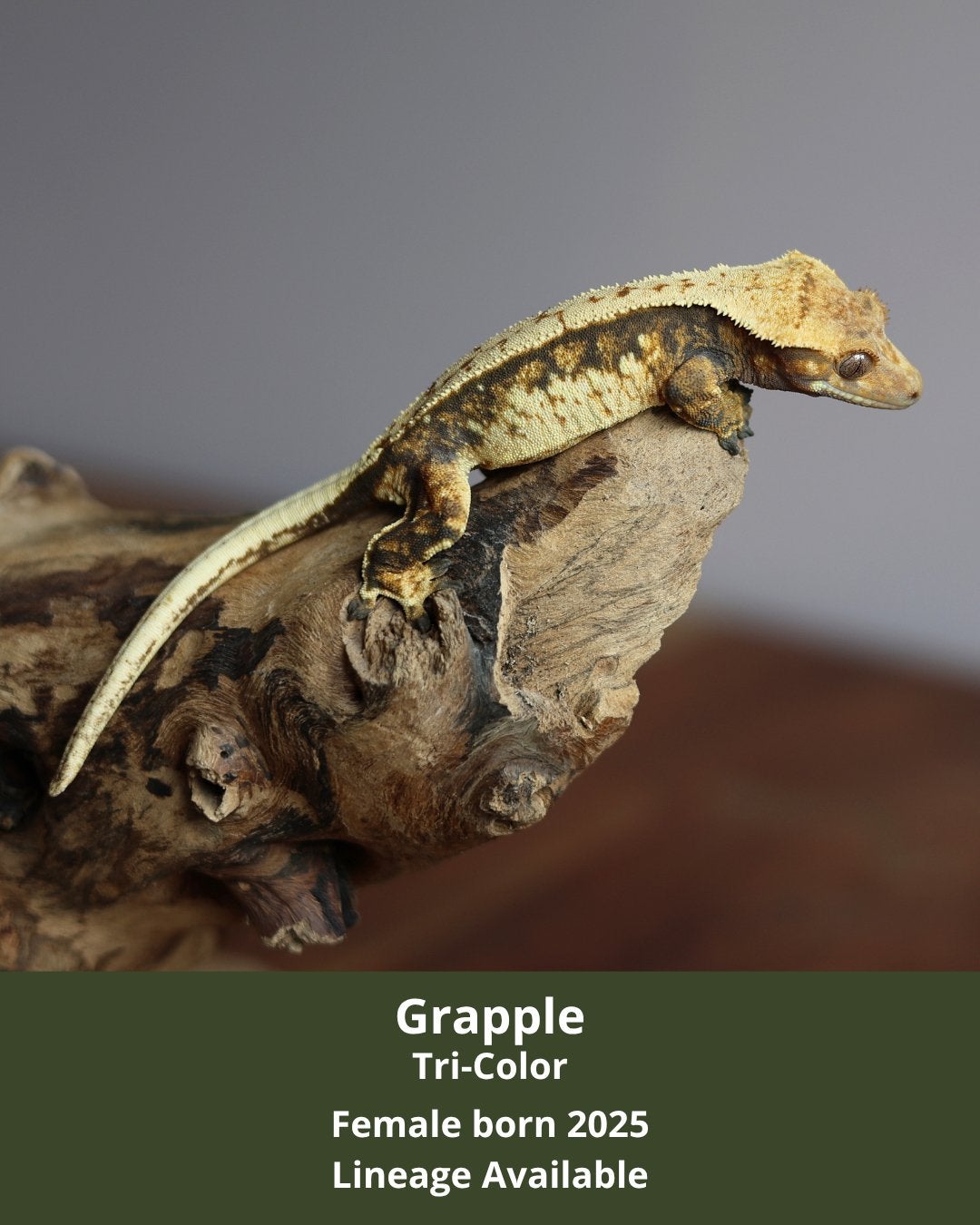 Tri-Color Crested Gecko (wimpergekko) 0.1 Crested Gecko - female for sale from MaRa81
