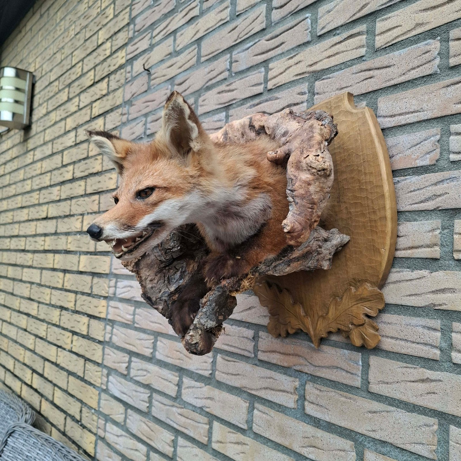 Prachtige opgezette vossenkop met voorpoten wandmontage, Ophalen of Verzenden, Zo goed als nieuw, Wild dier, Opgezet dier