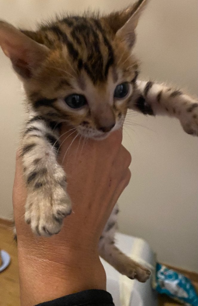 Bengaal kittens katertjes, Kater, Ontwormd, 0 tot 2 jaar