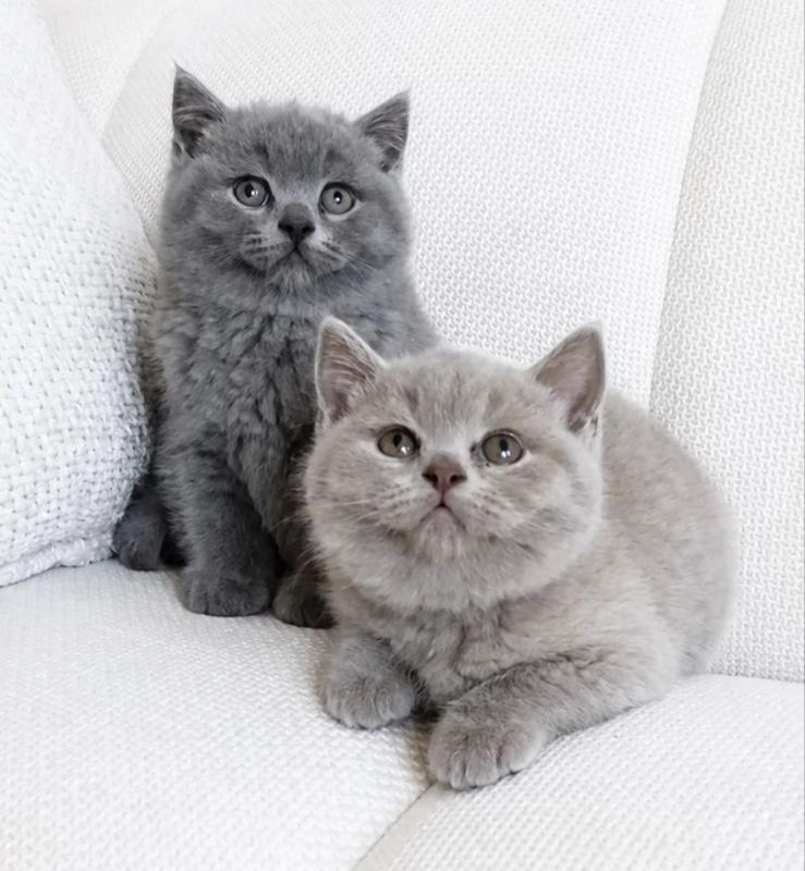 Britse Korthaar kittens, Meerdere dieren, Ontwormd, 0 tot 2 jaar