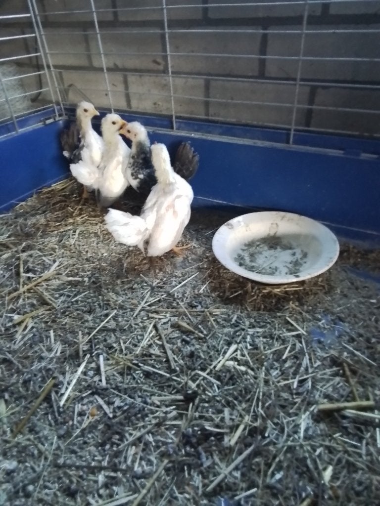 Gratis serama haantjes, Dieren en Toebehoren, Pluimvee, Mannelijk, Kip