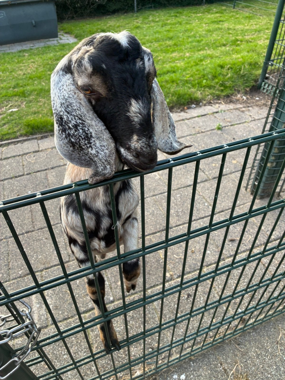 Te koop Nubische bok, Mannelijk, Geit