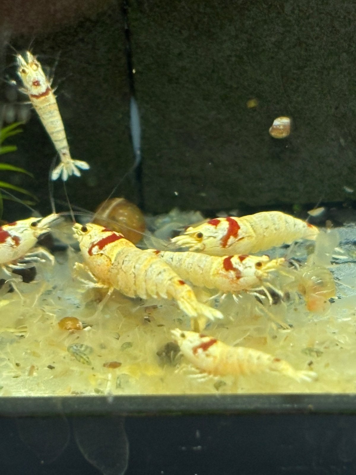 Garnaal pure red line ( smiley ) (k14), Kreeft, Krab of Garnaal