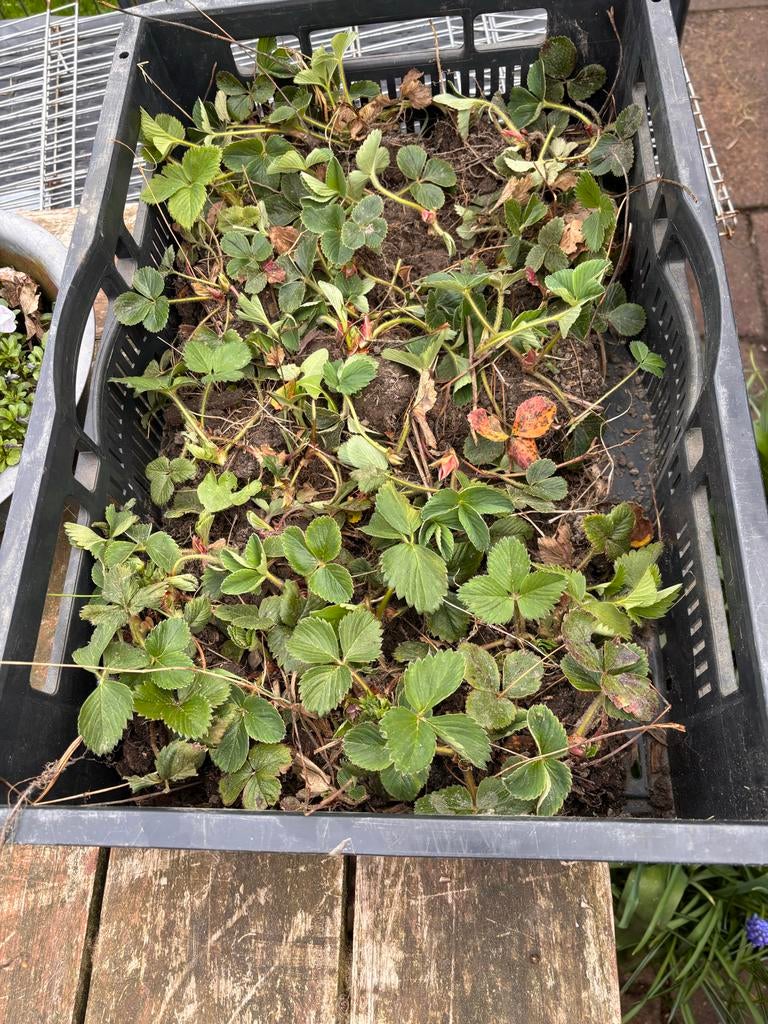 Kratten aardbeien planten, Ophalen, Volle zon, Vaste plant, Fruitplanten