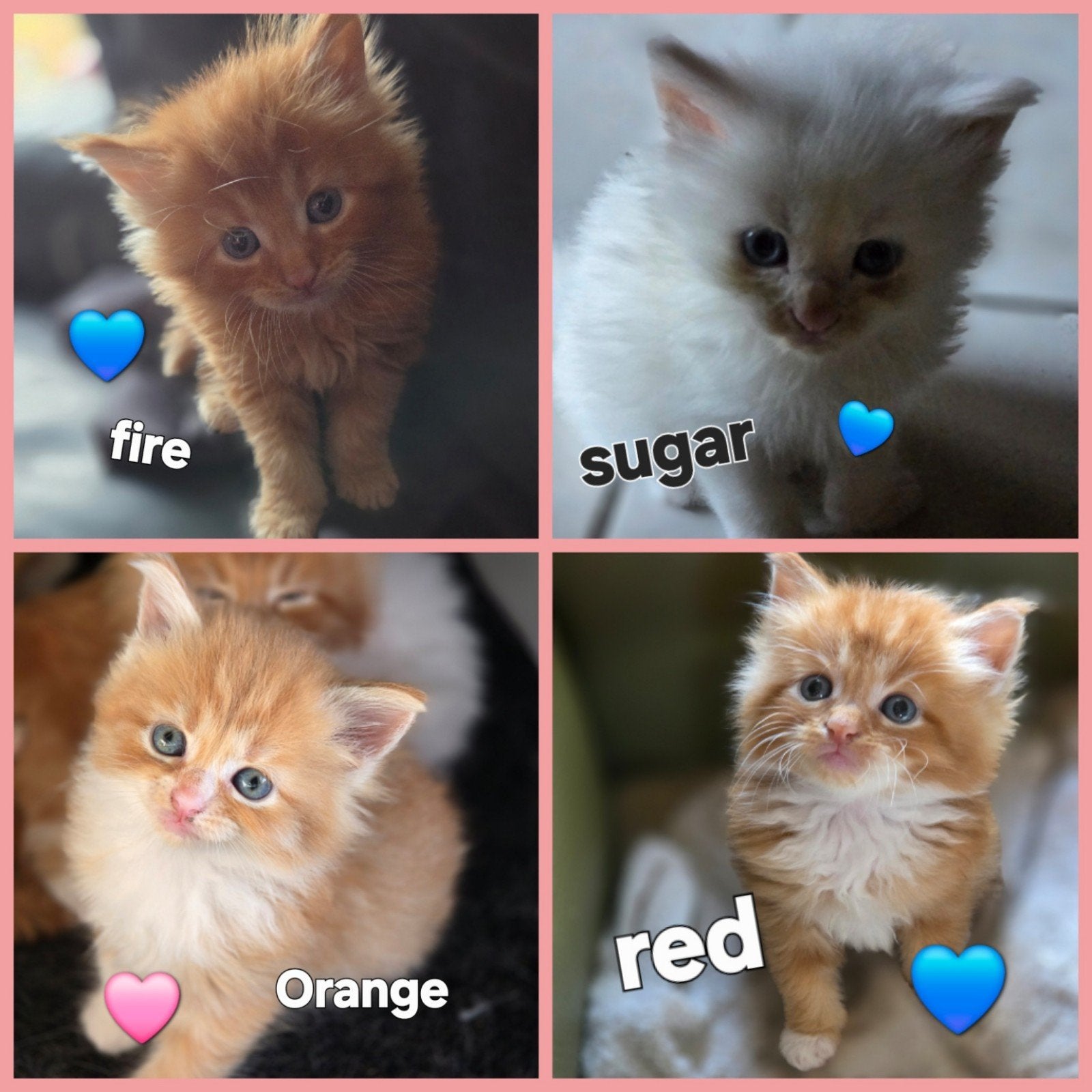Maine coon kittens, Dieren en Toebehoren, Meerdere dieren, Gechipt, 0 tot 2 jaar