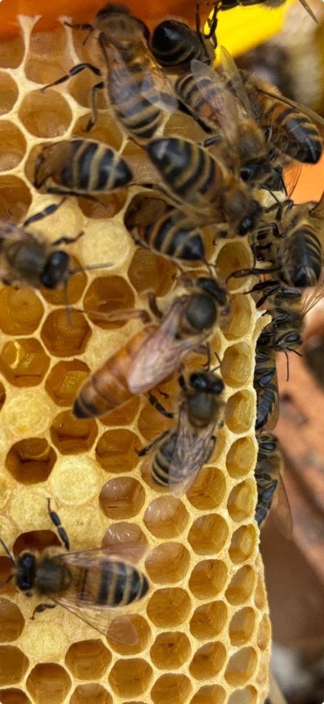 Buckfast koninginnen F1 bevrucht, Dieren en Toebehoren, Insecten en Spinnen, Bijen