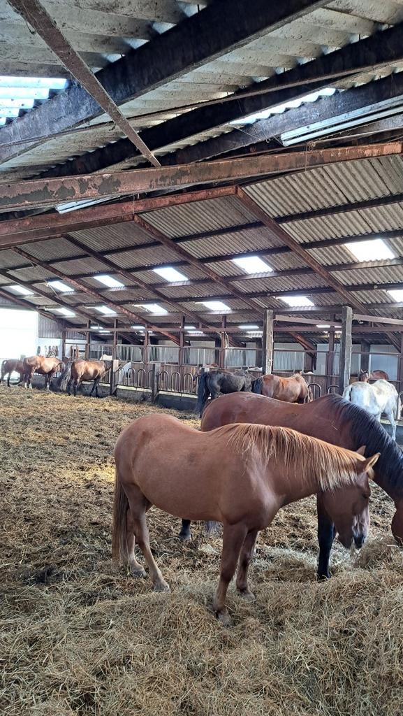 Paardenrusthuis€190( revaliderende)grote inloop stal, Dieren en Toebehoren