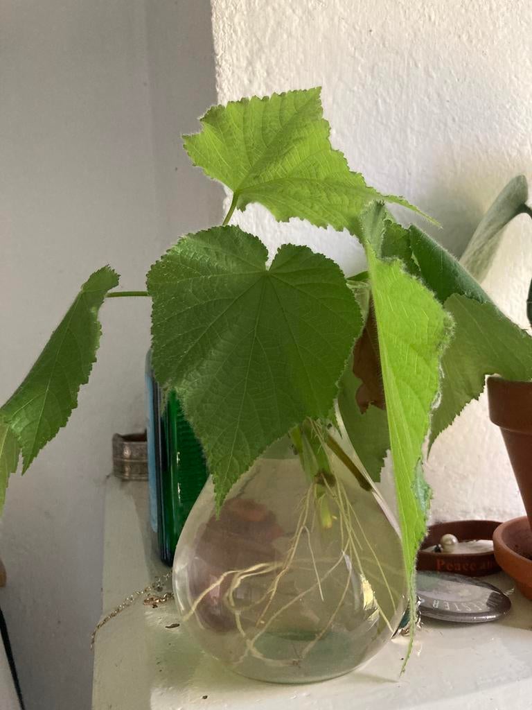 Stekje van een kamerlinde ongeworteld, Huis en Inrichting, Kamerplanten, Ophalen of Verzenden, Halfschaduw, Minder dan 100 cm
