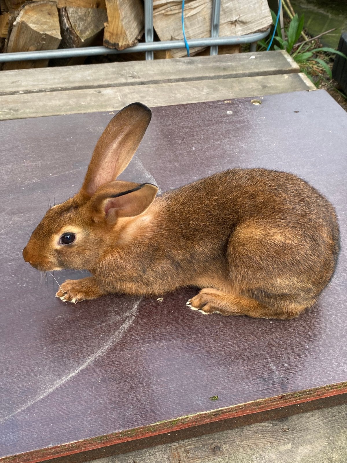 Belgieche hazen, Meerdere dieren, Dwerg