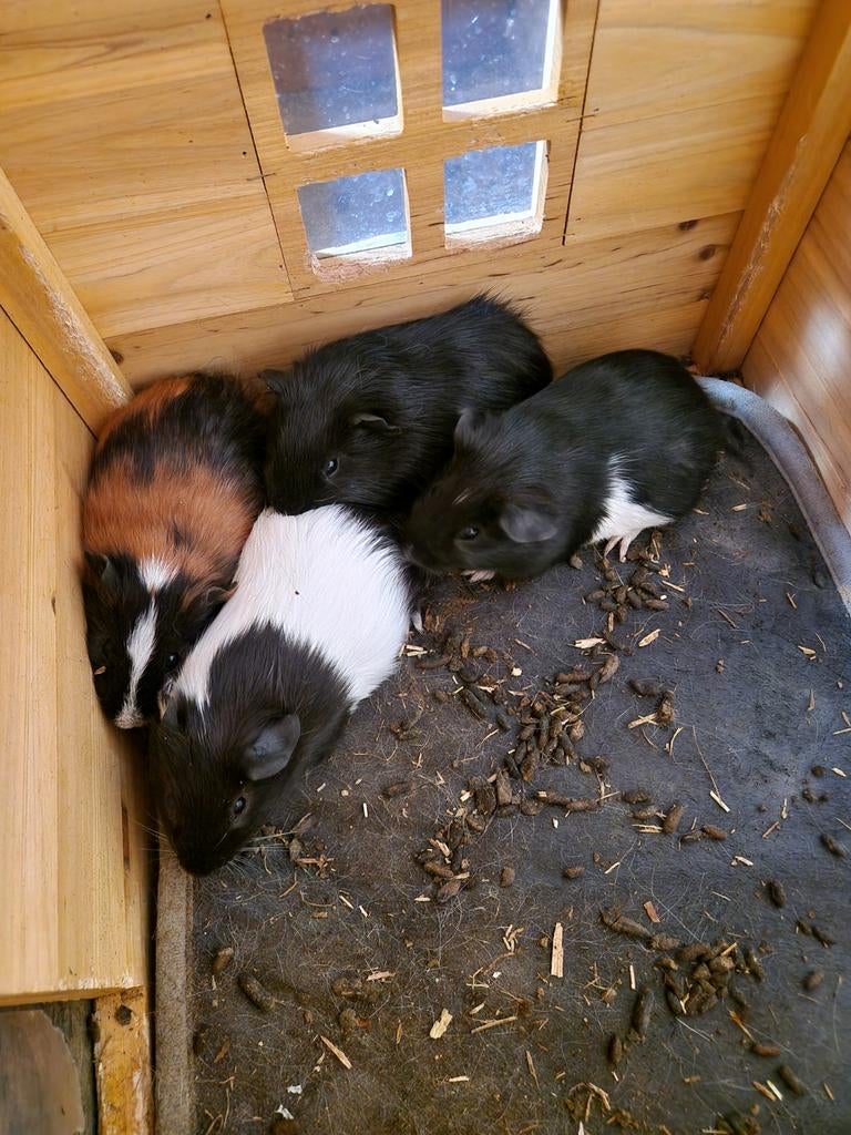 Mooie cavia's meerdere kleuren zeugen en beertjes., Februari, Meerdere dieren, Cavia
