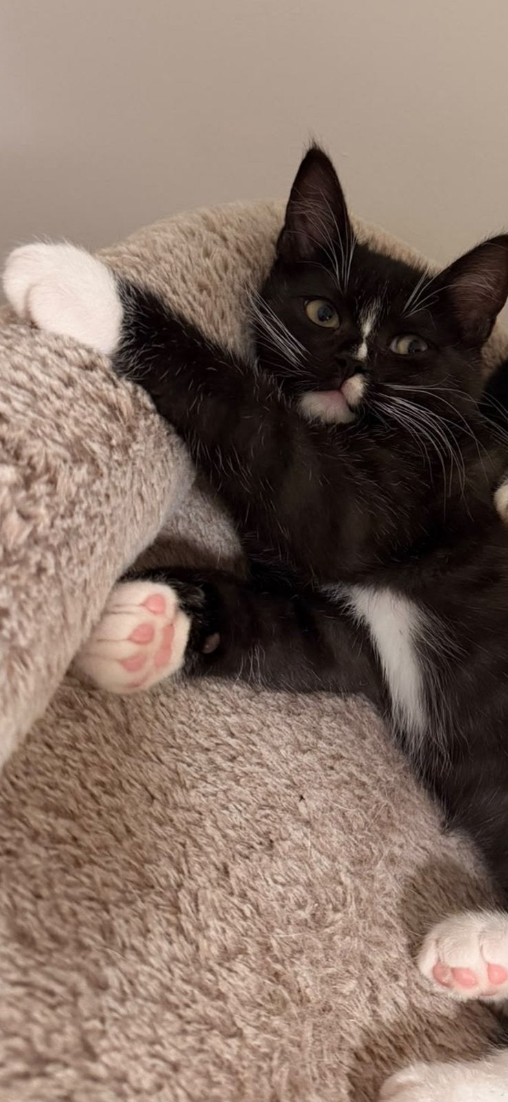 Kruising britse korthaar & europese korthaar kittens, Kater